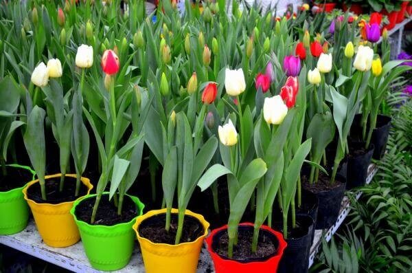 Tulipa como plantar