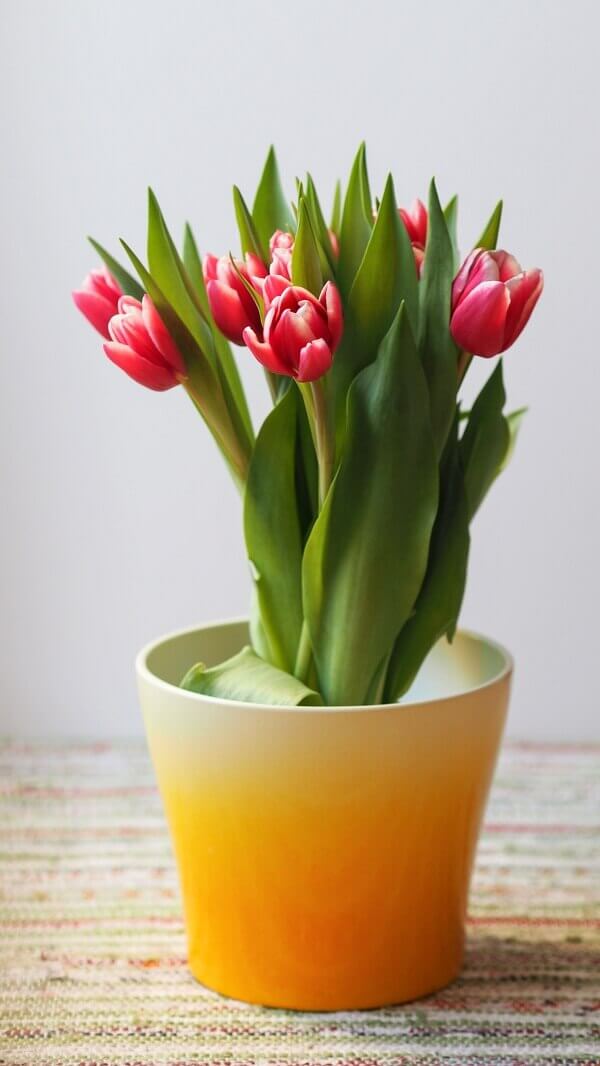 Tulipa vermelha no vaso