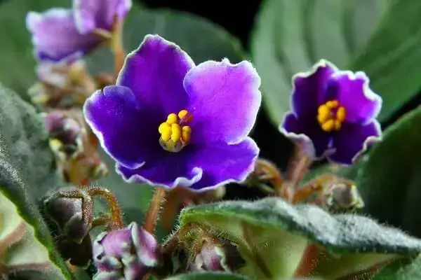 A violeta pode se reproduzir através do enraizamento das folhas