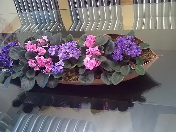 violetas na decoração da sala
