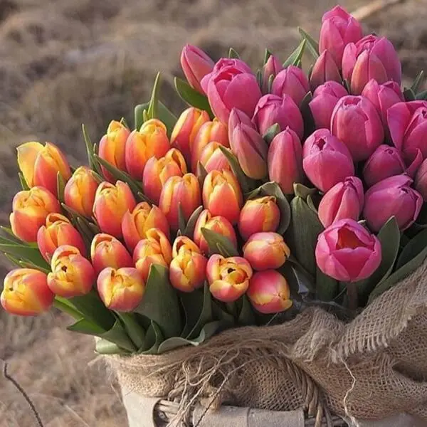 É possível encontrar diferentes tonalidades de tulipa na natureza