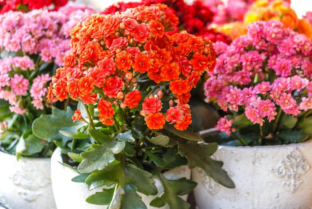 Kalanchoe: Cultive a Belíssima Flor da Fortuna na Sua Casa