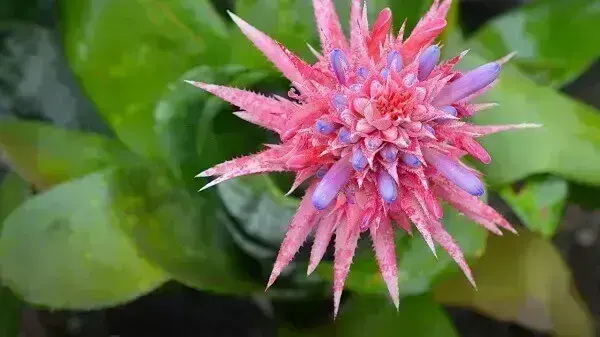 Bromélia Aechmea fasciata tem cor rosa e azul