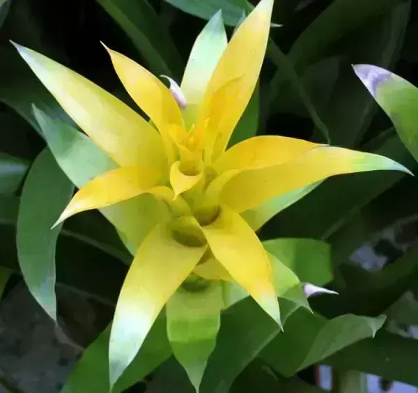 Bromélia Vriésia amarela é linda e resistente