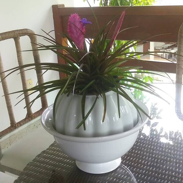 O vaso sobre a mesa tem a Bromélia tilandsia