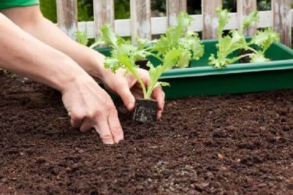 Como plantar alface semeadura
