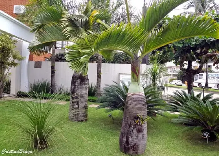 Os tipos de palmeiras para jardins residenciais como a palmeira garrafa confere beleza única ao paisagismo. Fonte: Cristina Braga