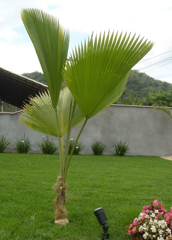 Palmeira leque-de-fiji