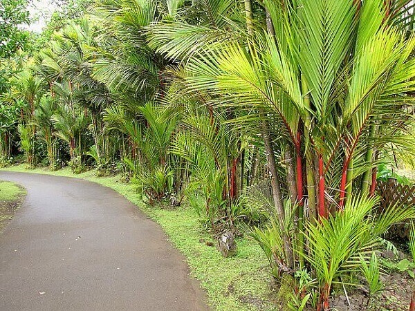 Renque de palmeiras laca ao longo do caminho