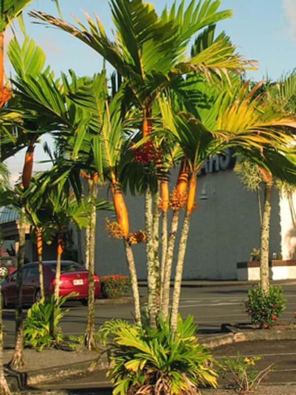 Tipos de palmeiras Areca na rua
