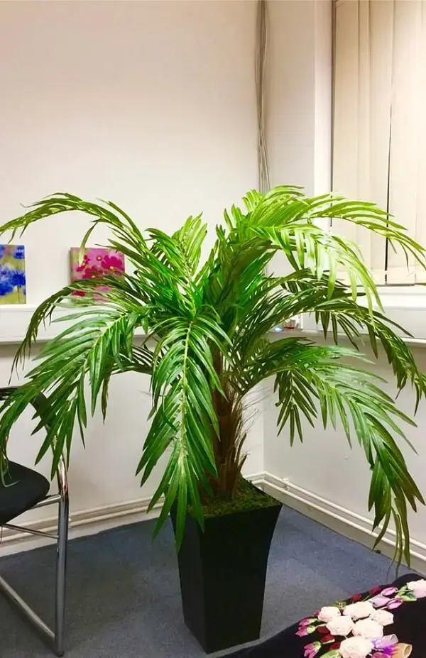 Tipos de palmeiras Fênix plantada em vaso