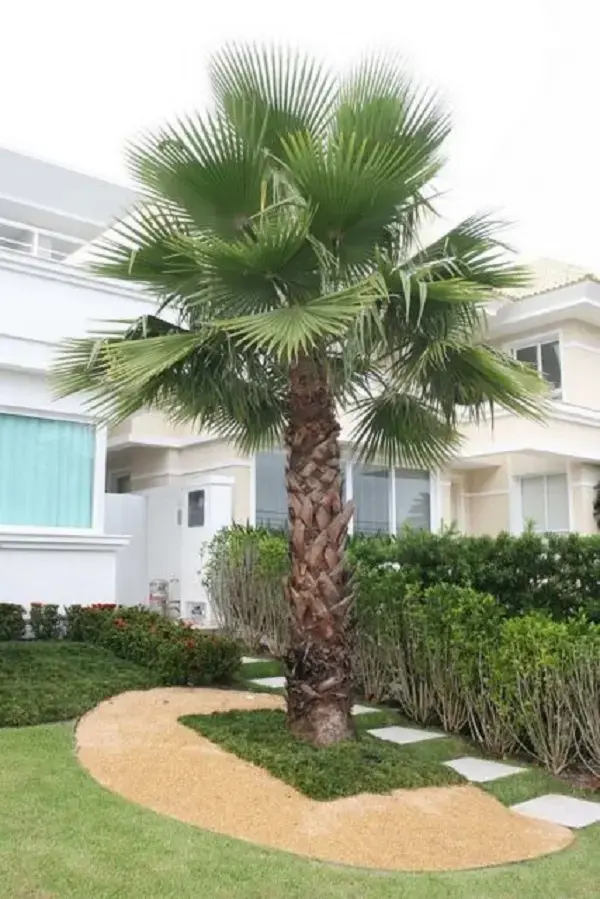 Tipos de palmeiras Palmeira Washingtonia para decoração de jardim na frente de residencial