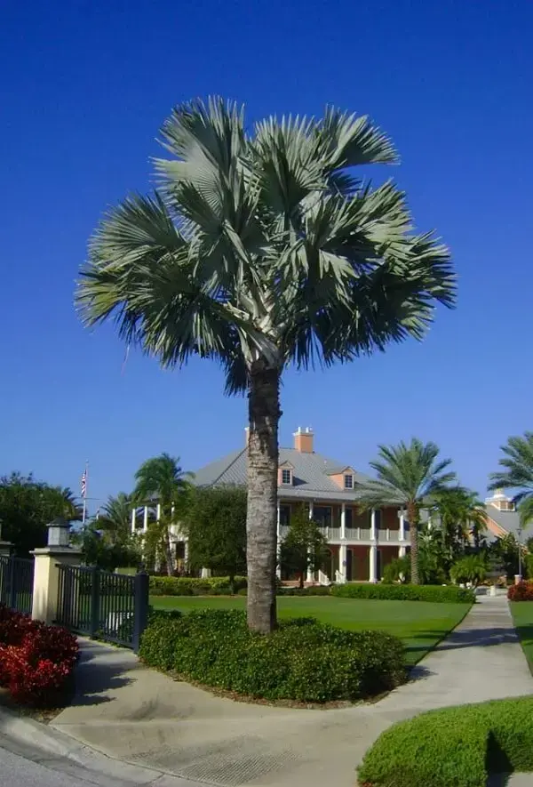 Tipos de palmeiras azul podem atingir até 25 metros de altura