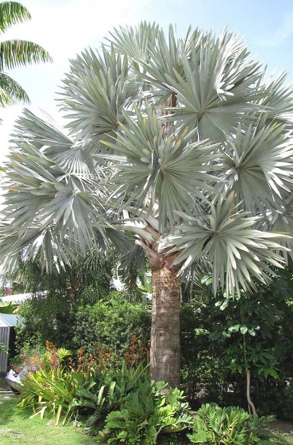 Tipos de palmeiras azul