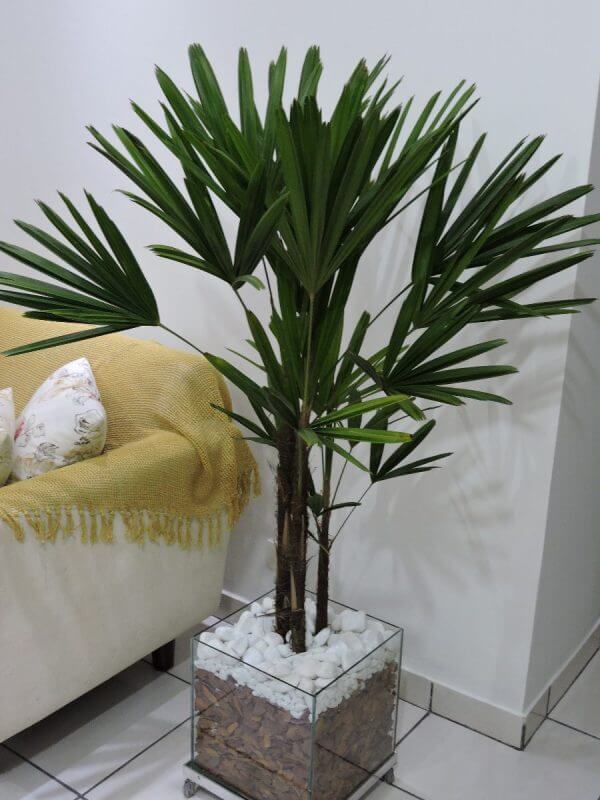 Tipos de palmeiras de pequeno porte em vaso na sala