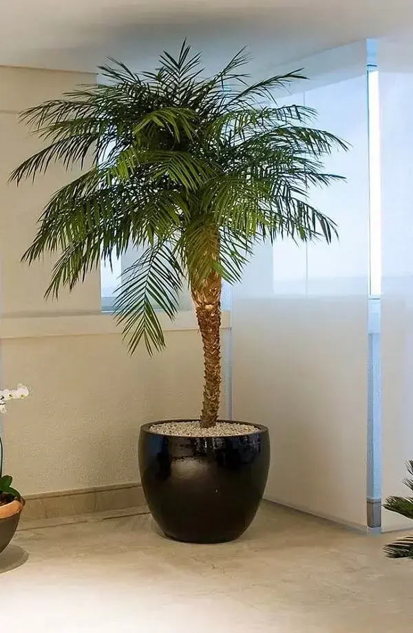 Tipos de palmeiras fênix deixa o ambiente mais sofisticado