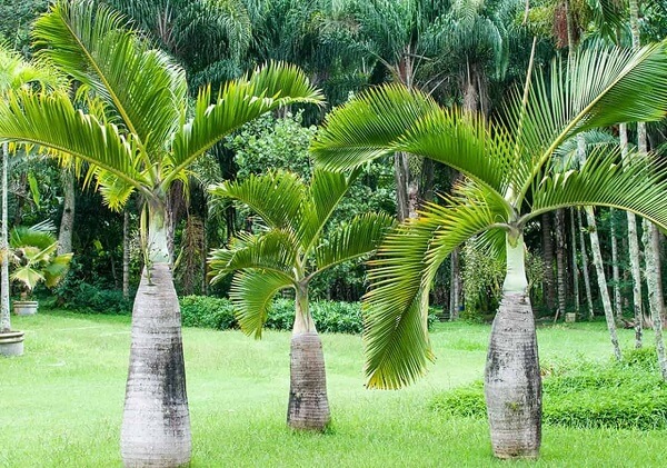 Tipos de palmeiras garrafa