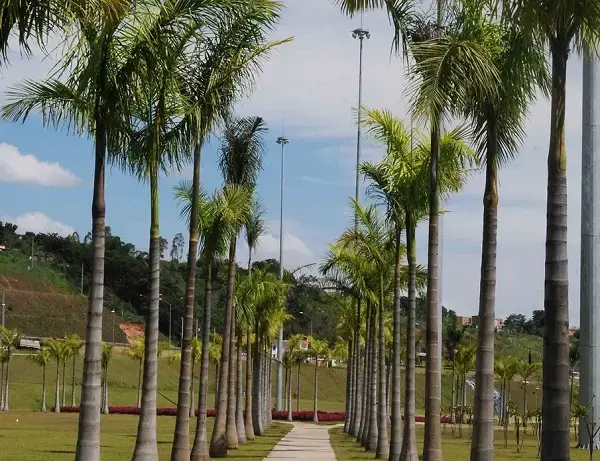 Tipos de palmeiras imperial em espaço público