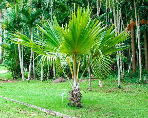 Tipos de palmeiras leque no jardim