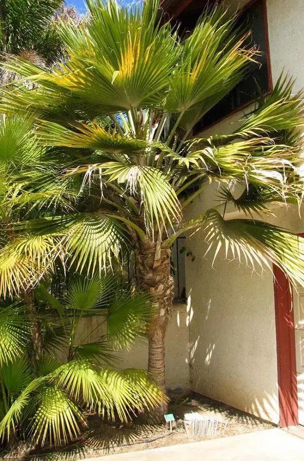 Tipos de palmeiras leque podem atrapalhar a circulação de pessoas dentro do ambiente