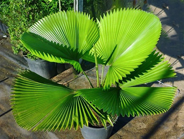 Tipos de palmeiras leque