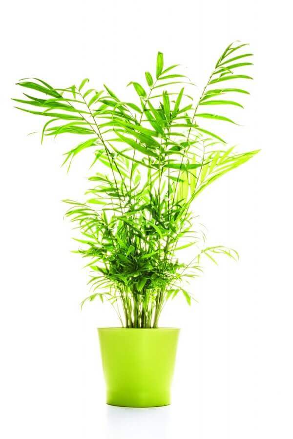 Tipos de palmeiras palmeira-bambu (Chamaedorea elegans) cultivada em vaso