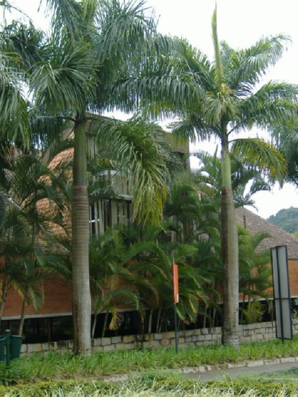 Tipos de palmeiras para decorar frente de casa