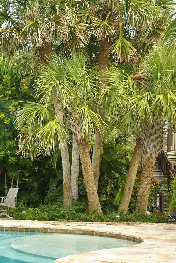 Tipos de palmeiras para jardim