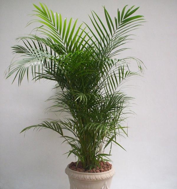 Tipos de palmeiras para vaso