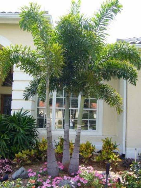 Tipos de palmeiras rabo de raposa na frente de residencia