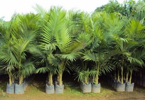 Tipos de palmeiras real para plantar
