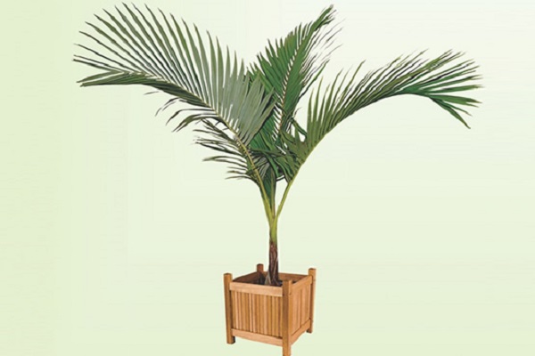 Tipos de palmeiras real