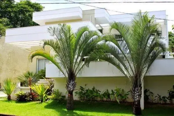 Tipos de palmeiras triângular