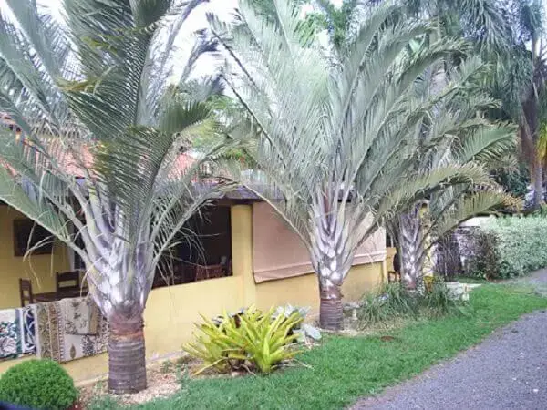 Tipos de palmeiras triângulo na decoração de frente de casa