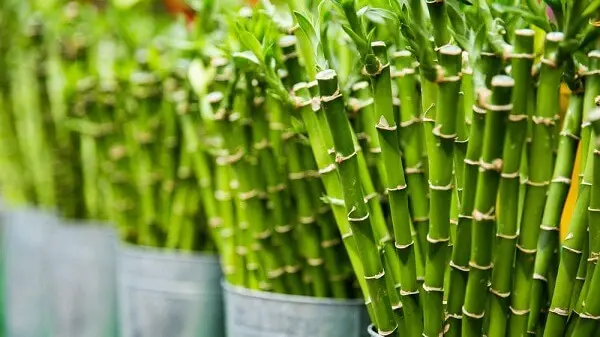 Bambu da sorte atrai prosperidade e boas energias