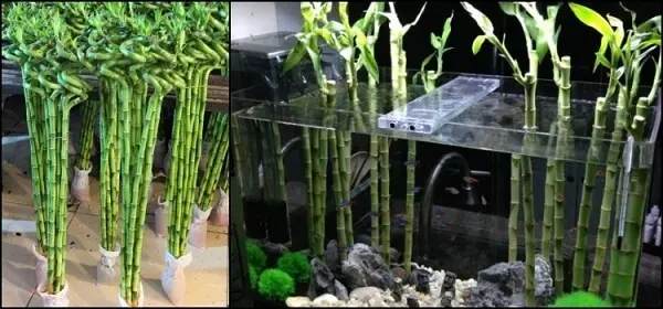 Bambu da sorte posicionado dentro do aquário