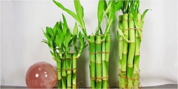 Hastes de bambu da sorte unidos formando um arranjo