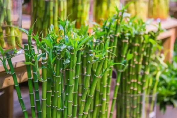 Saiba o significado do bambu da sorte de acordo com o número de caules