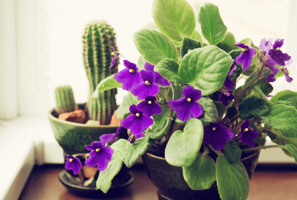 Flores da primavera Violeta