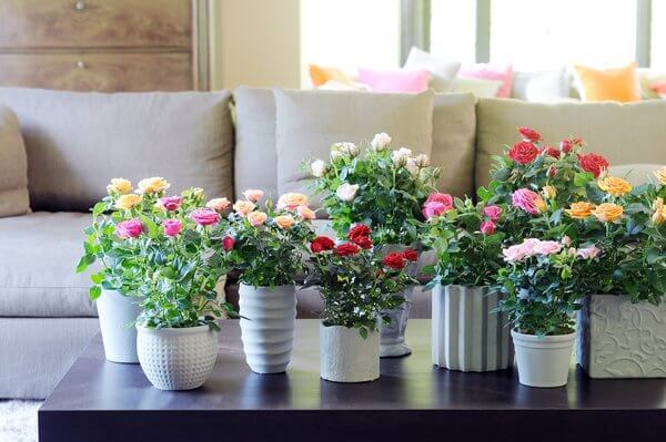 Flores da primavera: Use mini rosas para decorar a sala!