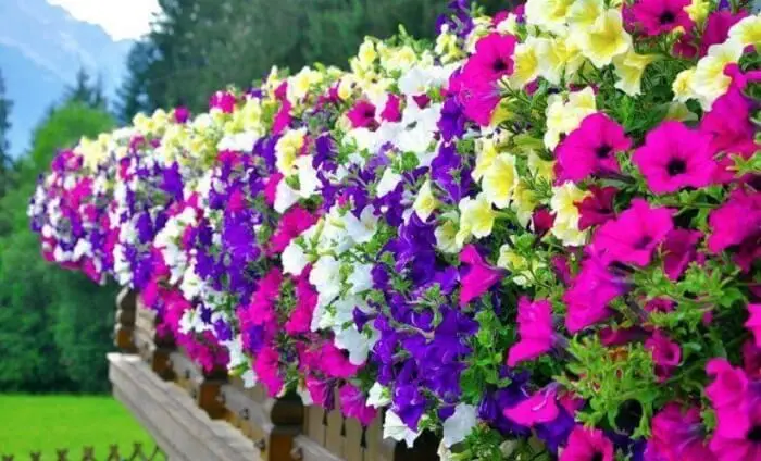 As cores vibrantes e chamativas das flores de petúnia chamam a atenção