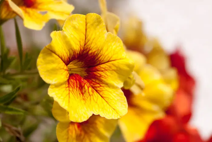 Flor de petúnia amarela com contraste em vermelho