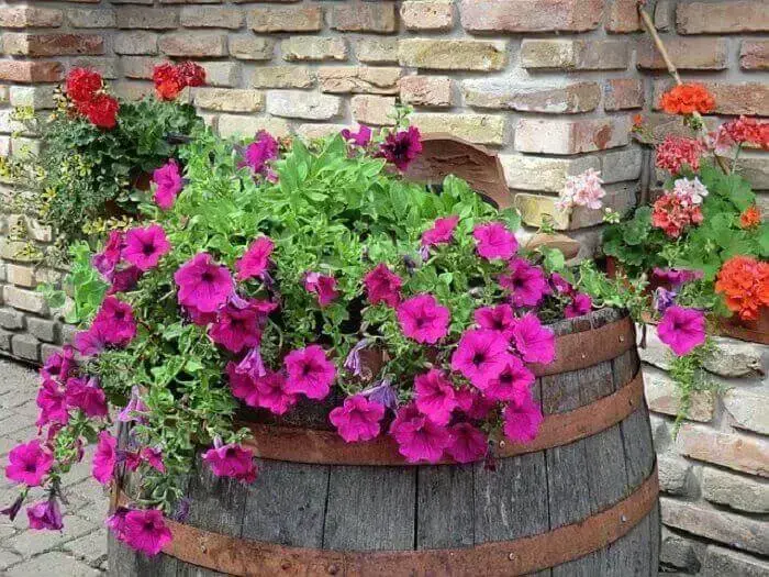 Flor de petúnia cultivada em cima de um barril de madeira