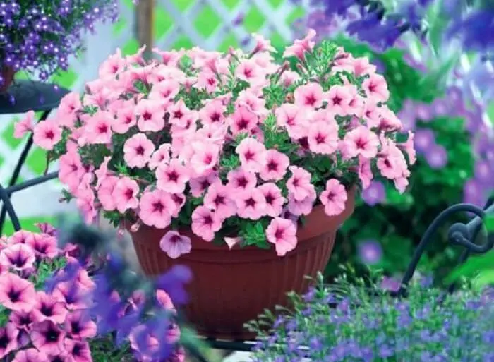 Flor de petúnia em tonalidade rosa claro cultivada em vaso