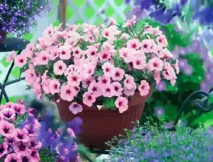 Flor de petúnia em tonalidade rosa claro cultivada em vaso
