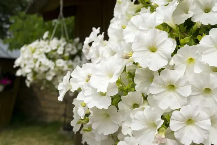 Flores de petúnia branca encanta a decoração desse ambiente