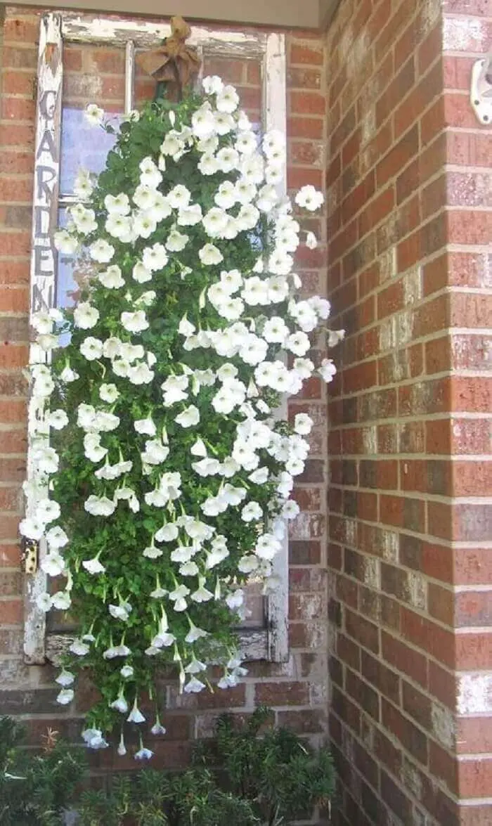 Flores de petúnia branca sendo cultivadas em uma estrutura de janela antiga