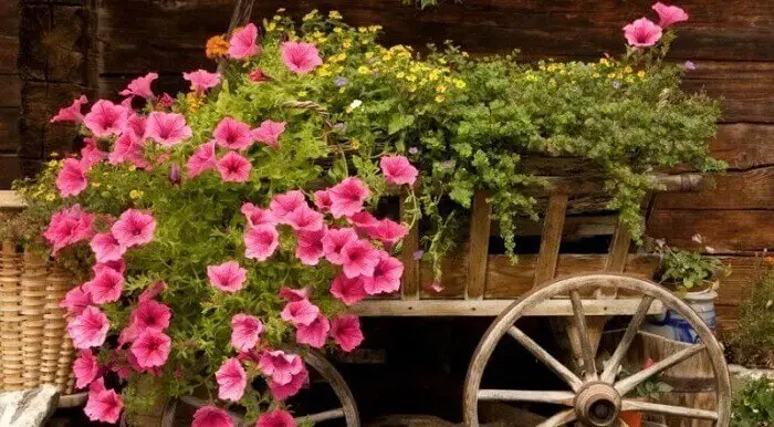 Flores de petúnia cultivadas em um carrinho de mão de madeira