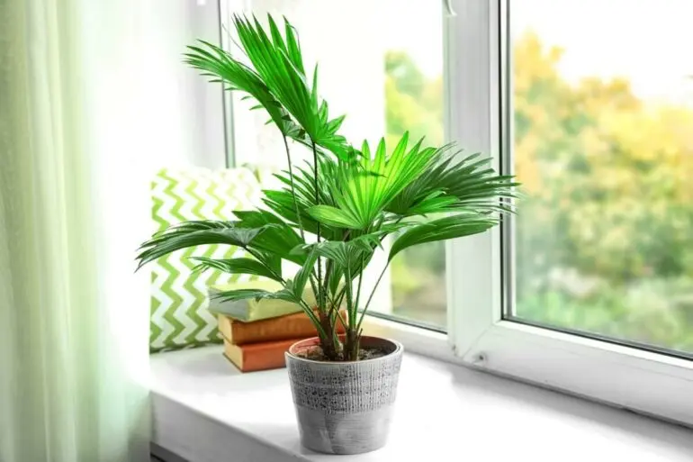 Vasos decorados ficam lindos com palmeira ráfia. Fonte: Pinterest