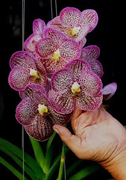 orquídea vanda - arranjo de orquídea vanda com muitas flores 